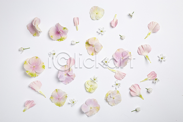 감성 분위기 사람없음 JPG 포토 하이앵글 꽃 꽃잎 플랫레이 흰배경