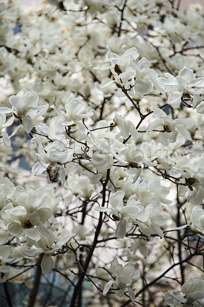 사람없음 JPG 아웃포커스 포토 목련 목련나무 백목련 봄꽃 야외 주간 풍경(경치) 흰색