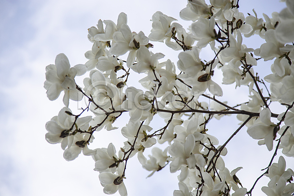 사람없음 JPG 로우앵글 포토 구름(자연) 목련 백목련 봄꽃 야외 주간 풍경(경치) 하늘