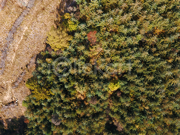 사람없음 JPG 포토 하이앵글 항공촬영 가을(계절) 가을풍경 강원도 나무 야외 전경 정선 주간