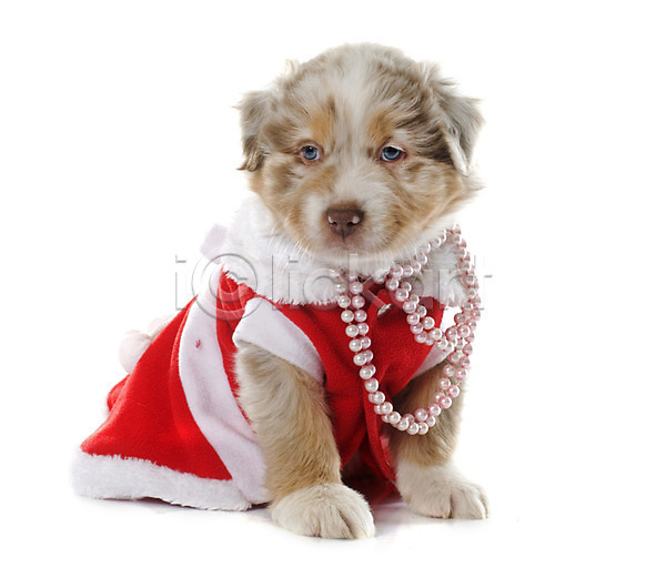 사람없음 JPG 포토 해외이미지 강아지 개 동물 드레스 반려동물 보석 빨간색 이벤트의상 컨셉 크리스마스 한마리 해외202004 흰배경