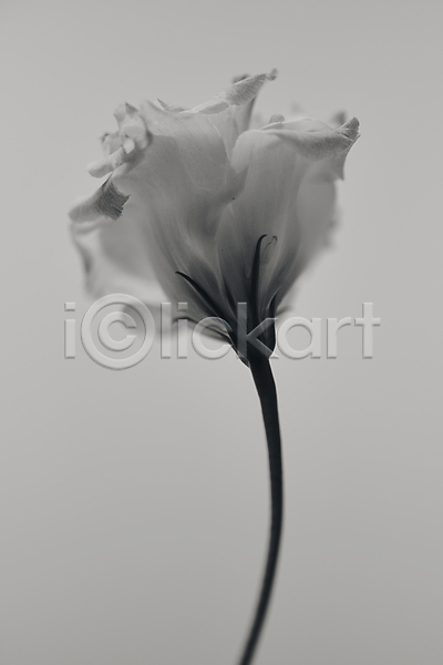감성 고급 사람없음 JPG 포토 흑백 꽃 라이프스타일 백그라운드 스튜디오촬영 오브젝트 컨셉 향수