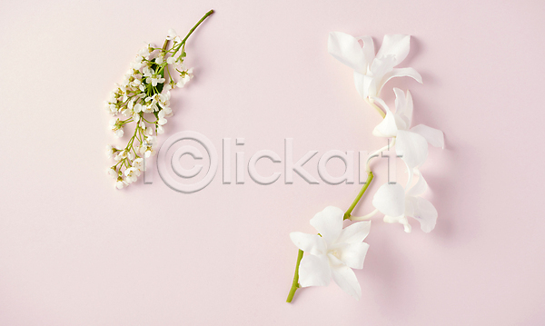 사람없음 JPG 포토 꽃 백그라운드 백합(꽃) 분홍색배경 오브젝트 카피스페이스