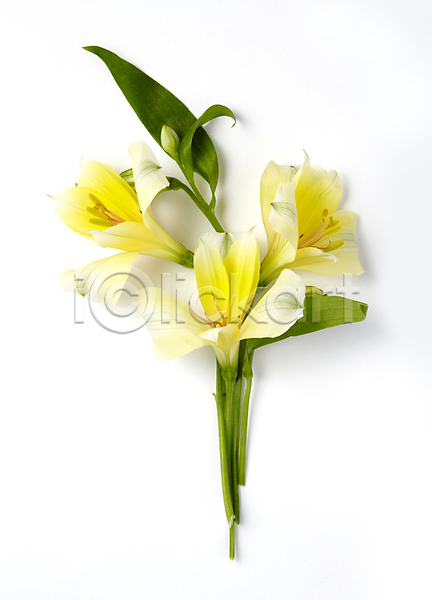 사람없음 JPG 포토 꽃 뷰티 알스트로메리아 알스트로에메리아 오브젝트 흰배경