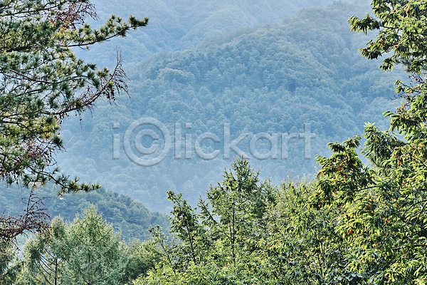 편안함 사람없음 JPG 포토 나무 나뭇잎 맑음 산 숲속 야외 자연 주간 풍경(경치)