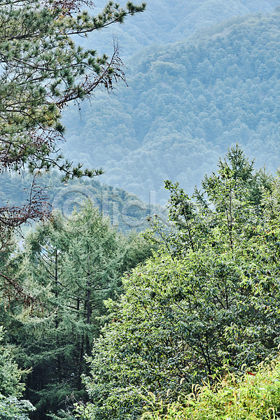 편안함 사람없음 JPG 포토 나무 나뭇잎 맑음 산 숲속 야외 자연 주간 풍경(경치)