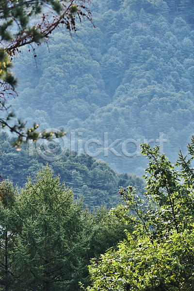 여유 편안함 사람없음 JPG 포토 나무 나뭇잎 맑음 산 숲 야외 자연 주간 풍경(경치)