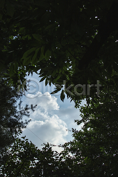 JPG 포토 구름(자연) 나뭇잎 야외 여름(계절) 주간 틈 풍경(경치) 하늘