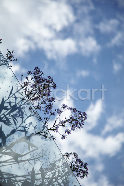 사람없음 JPG 포토 구름(자연) 야외 유리 주간 풀잎 하늘