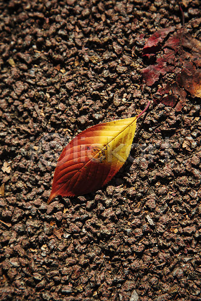 사람없음 JPG 근접촬영 포토 하이앵글 가을(계절) 나뭇잎 단풍 오브젝트