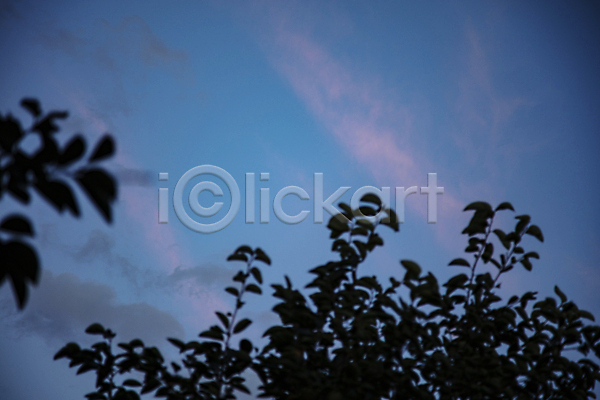사람없음 JPG 실루엣 포토 구름(자연) 나뭇잎 야외 일몰 하늘