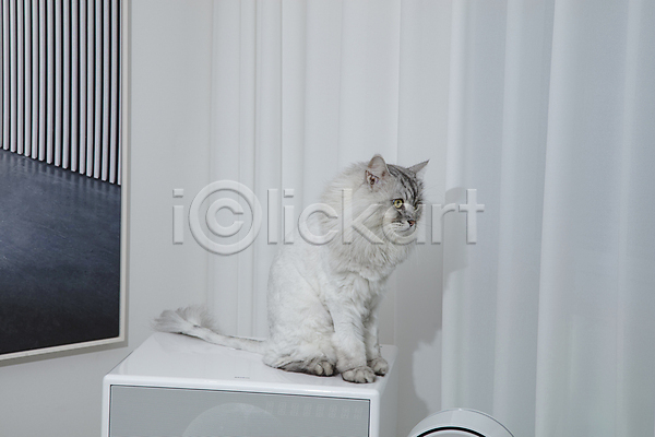우아함 사람없음 JPG 포토 가구 고양이 반려묘 실내 앉기 응시 한마리 흰색