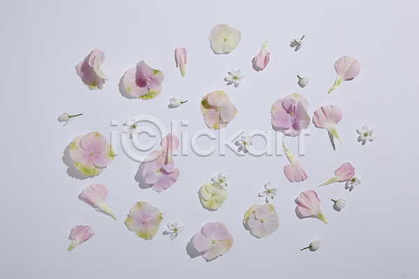 사람없음 JPG 포토 하이앵글 꽃잎 분홍색 오브젝트 회색배경