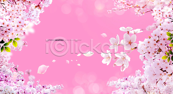 사람없음 PSD 편집이미지 꽃잎 백그라운드 벚꽃 봄 봄꽃 분홍색 풍경(경치)