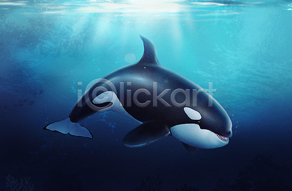 사람없음 PSD 일러스트 바다 바닷속 범고래 수중 수중동물 파란색 한마리