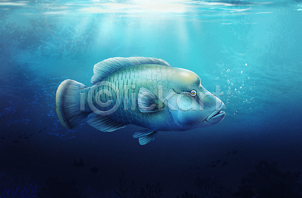사람없음 PSD 일러스트 나폴레옹피쉬 바다 바닷속 수중 수중동물 파란색 한마리