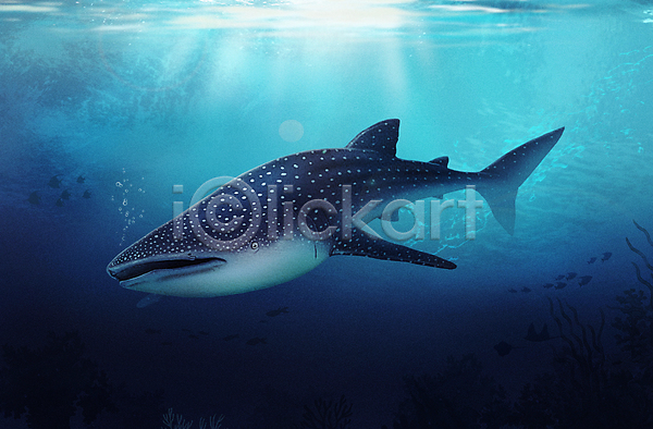 사람없음 PSD 일러스트 고래상어 바다 바닷속 수중 수중동물 파란색 한마리