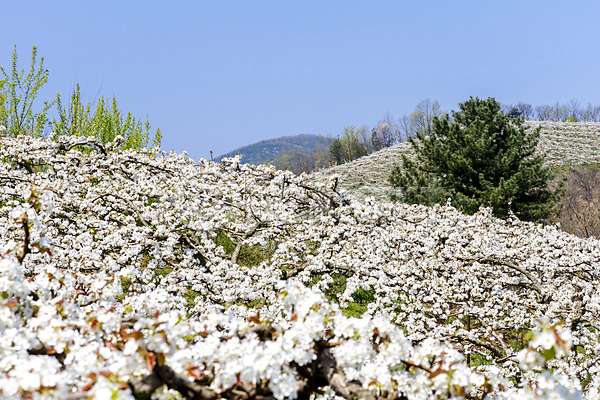 사람없음 JPG 포토 과수원 밭 배꽃 배나무 봄 야외 자연 주간 풍경(경치) 하늘