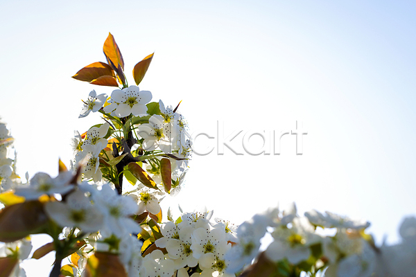 사람없음 JPG 소프트포커스 포토 배꽃 배나무 봄 야외 자연 주간 풍경(경치) 하늘
