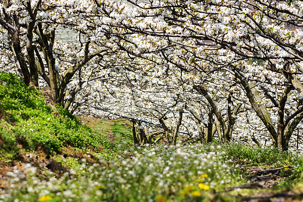 사람없음 JPG 소프트포커스 포토 과수원 들꽃 밭 배꽃 배나무 봄 야외 자연 주간 풍경(경치)