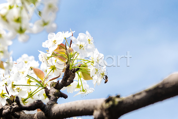 사람없음 JPG 근접촬영 아웃포커스 포토 나뭇가지 배꽃 배나무 봄 야외 자연 주간 풍경(경치) 하늘
