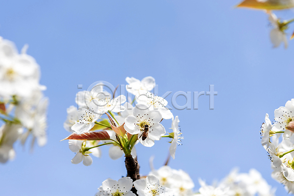 사람없음 JPG 근접촬영 소프트포커스 포토 배꽃 배나무 봄 야외 자연 주간 풍경(경치) 하늘