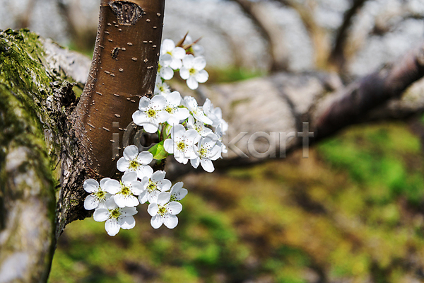 사람없음 JPG 아웃포커스 포토 과수원 나뭇가지 밭 배꽃 배나무 봄 야외 자연 주간 풍경(경치)