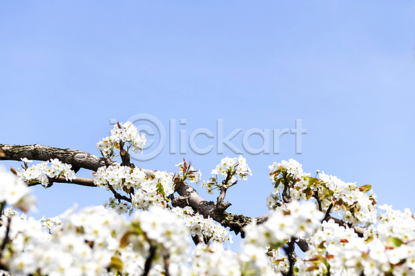 사람없음 JPG 소프트포커스 포토 나뭇가지 배꽃 배나무 봄 야외 자연 주간 풍경(경치) 하늘