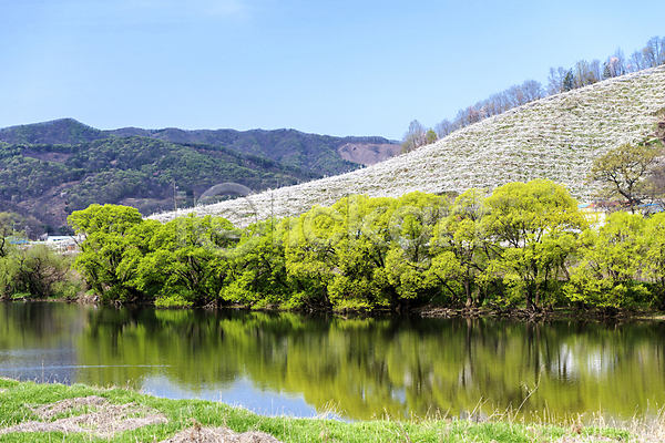 사람없음 JPG 포토 강 과수원 나무 반사 밭 배꽃 배나무 봄 야외 자연 주간 풍경(경치)