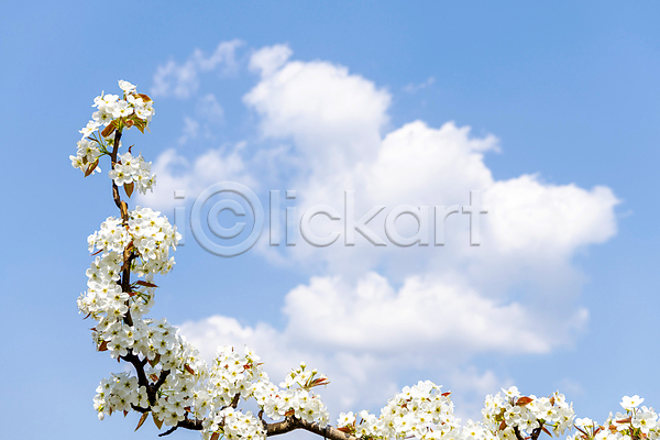 사람없음 JPG 포토 구름(자연) 배꽃 배나무 봄 야외 자연 주간 풍경(경치) 하늘
