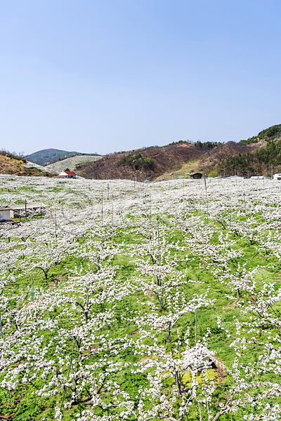 사람없음 JPG 포토 과수원 밭 배꽃 배나무 봄 야외 자연 주간 풍경(경치)