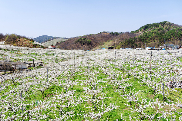 사람없음 JPG 포토 과수원 밭 배꽃 배나무 봄 야외 자연 주간 풍경(경치)