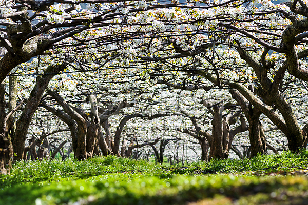 사람없음 JPG 소프트포커스 포토 과수원 밭 배꽃 배나무 봄 야외 자연 주간 풍경(경치)