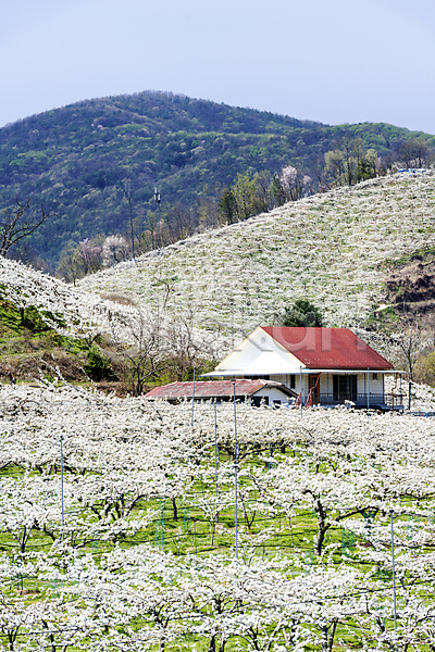 사람없음 JPG 포토 과수원 밭 배꽃 배나무 봄 야외 자연 주간 주택 풍경(경치)