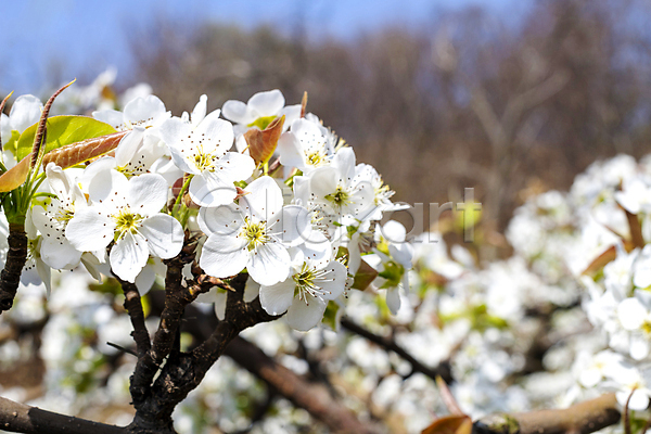 사람없음 JPG 아웃포커스 포토 배꽃 배나무 봄 야외 자연 주간 풍경(경치)