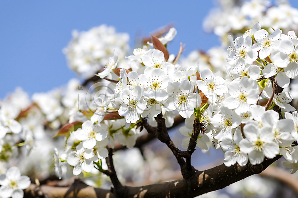 사람없음 JPG 아웃포커스 포토 배꽃 배나무 봄 야외 자연 주간 풍경(경치) 하늘