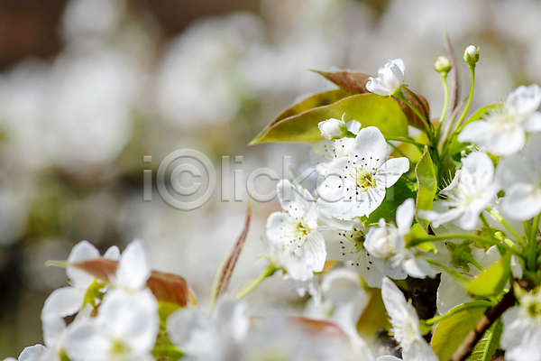 사람없음 JPG 소프트포커스 아웃포커스 포토 배꽃 배나무 봄 야외 자연 주간 풍경(경치)