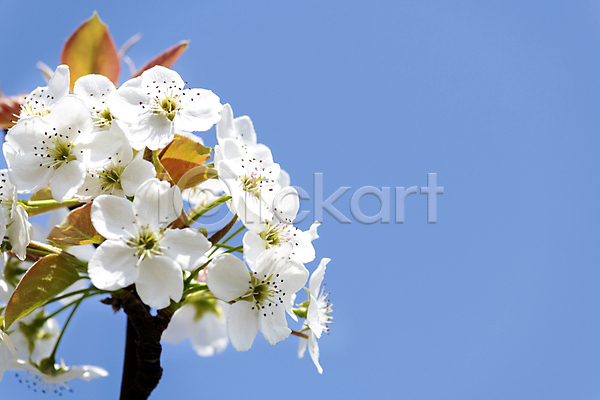 사람없음 JPG 포토 배꽃 배나무 봄 야외 자연 주간 풍경(경치) 하늘