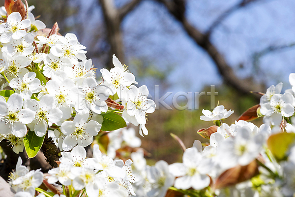 사람없음 JPG 소프트포커스 아웃포커스 포토 배꽃 배나무 봄 야외 자연 주간 풍경(경치) 하늘