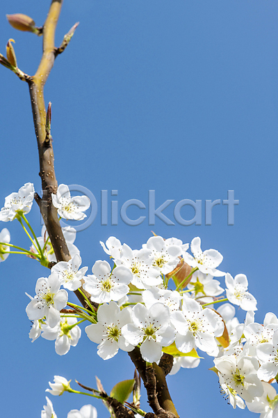사람없음 JPG 포토 나뭇가지 배꽃 배나무 봄 야외 자연 주간 풍경(경치) 하늘