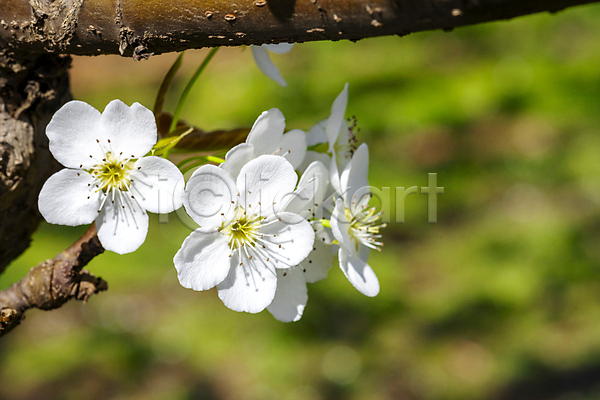 사람없음 JPG 아웃포커스 포토 과수원 밭 배꽃 배나무 봄 야외 자연 주간 풍경(경치)