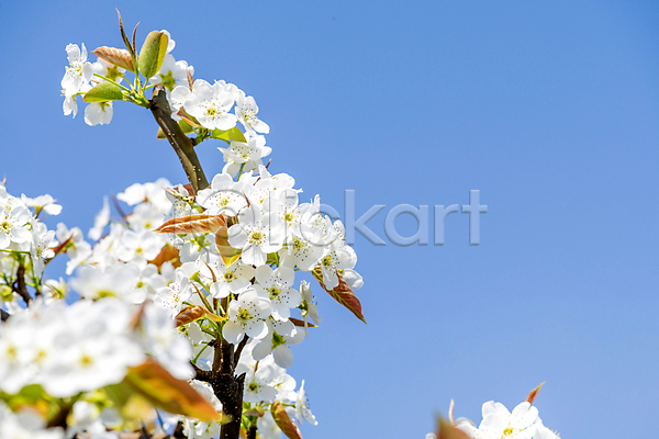 사람없음 JPG 소프트포커스 포토 배꽃 배나무 봄 야외 자연 주간 풍경(경치) 하늘