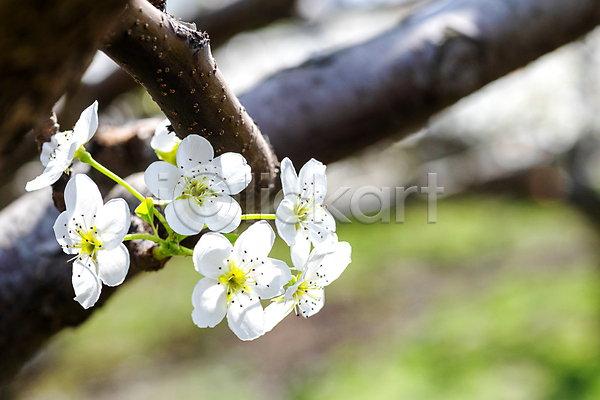 사람없음 JPG 아웃포커스 포토 배꽃 배나무 봄 야외 자연 주간 풍경(경치)
