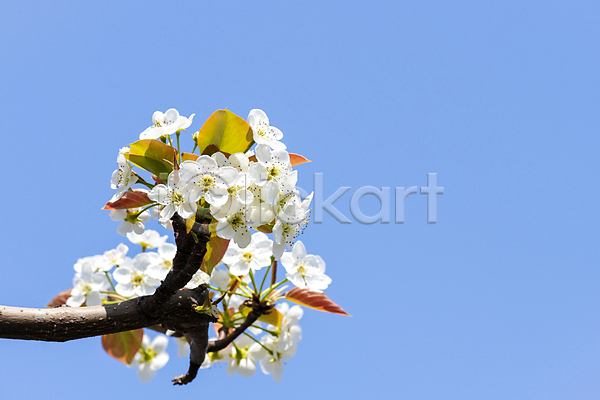 사람없음 JPG 포토 배꽃 배나무 봄 야외 자연 주간 풍경(경치) 하늘