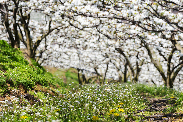 사람없음 JPG 포토 과수원 들꽃 밭 배꽃 배나무 봄 야외 자연 주간 초원(자연) 풍경(경치)