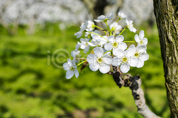 사람없음 JPG 아웃포커스 포토 과수원 밭 배꽃 배나무 봄 야외 자연 주간 풍경(경치)