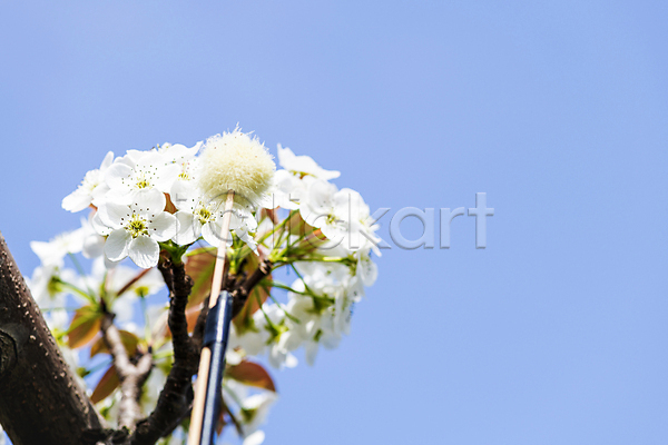 사람없음 JPG 근접촬영 포토 과수원 막대기 배꽃 배나무 솜 수분(꽃가루) 야외 인공수분 하늘