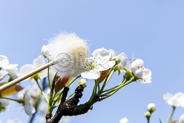 사람없음 JPG 근접촬영 아웃포커스 포토 과수원 막대기 배꽃 배나무 솜 수분(꽃가루) 야외 인공수분 하늘
