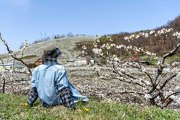 휴식 20대 남자 성인 성인남자한명만 한국인 한명 JPG 뒷모습 포토 과수원 농부 모자(잡화) 밭 배꽃 배나무 상반신 앉기 야외 풍경(경치) 하늘