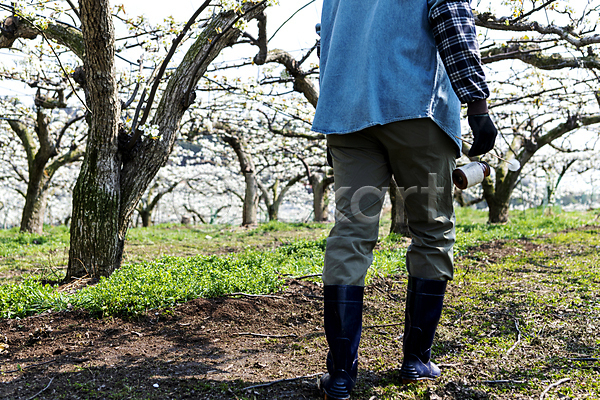 20대 남자 성인 성인남자한명만 한국인 한명 JPG 뒷모습 포토 걷기 과수원 농부 들기 막대기 밭 배꽃 배나무 솜 야외 장화 전신